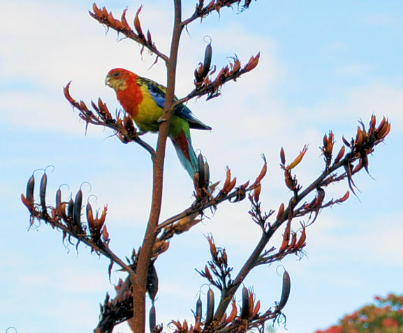 Rosellas in the flax