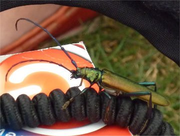 Big bug