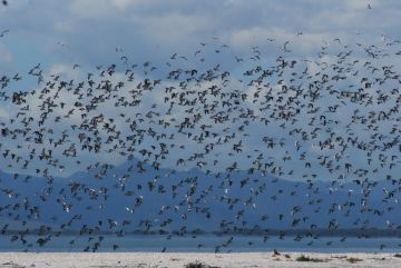 Seabird Coast New Zealand