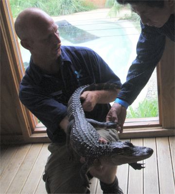Petting aligator !