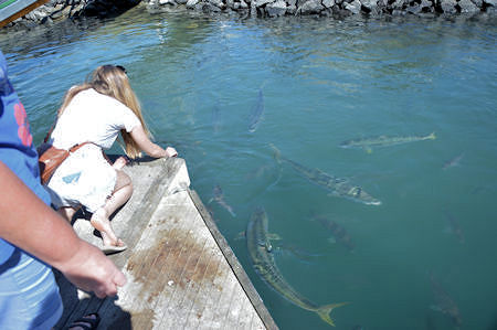 Fish at Gulf Harbour