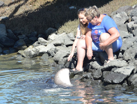 Sting Ray at Gulf Harbour