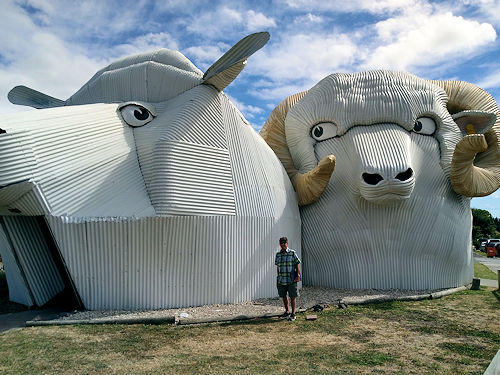 Merino shop